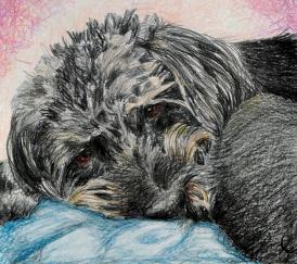 Buddy pet dog portrait by JuliaArts Rotherham South Yorkshire